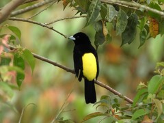 Ramphocelus flammigerus icteronotus