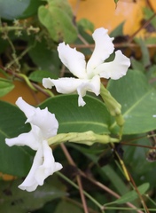 Echites umbellatus