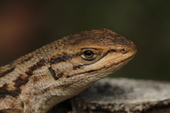 Liolaemus chiliensis