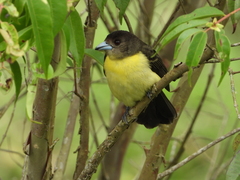 Ramphocelus flammigerus icteronotus