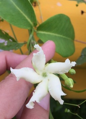 Echites umbellatus