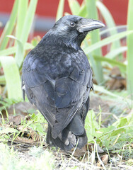 Corvus corone