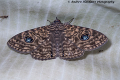 Speiredonia hogenesi
