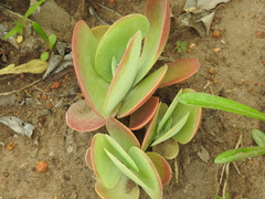 Kalanchoe luciae