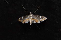 Strepsinoma croesusalis