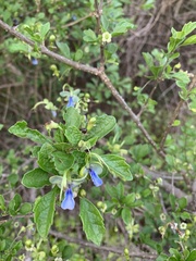 Rotheca myricoides