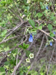 Rotheca myricoides