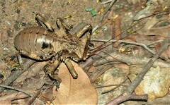 Enyaliopsis