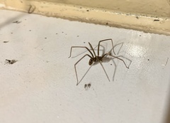 Loxosceles simillima