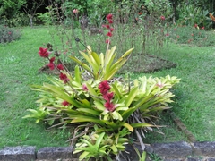 Hohenbergia