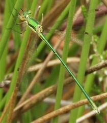 Lestes virens