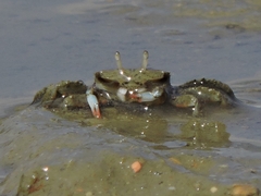 Macrophthalmus