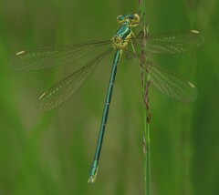 Lestes virens