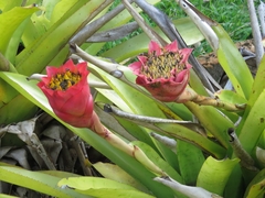 Canistrum aurantiacum