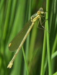 Lestes virens