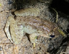 Limnonectes blythii
