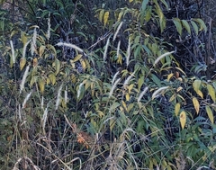 Angiospermae