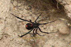 Latrodectus mirabilis
