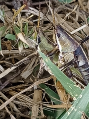 Sphenarium purpurascens