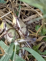 Sphenarium purpurascens