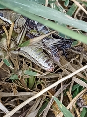 Sphenarium purpurascens