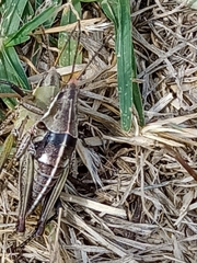 Sphenarium purpurascens