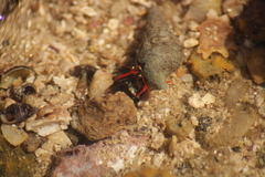 Calcinus californiensis