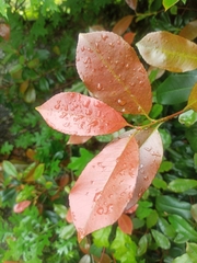 Photinia floribunda