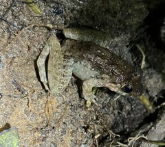 Limnonectes blythii
