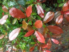 Photinia floribunda