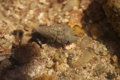 Calcinus californiensis