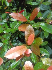 Photinia floribunda