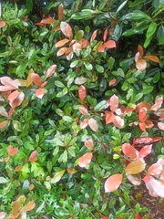 Photinia floribunda