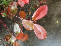 Photinia floribunda