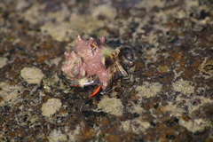 Calcinus californiensis