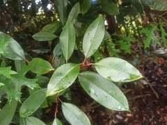 Photinia floribunda