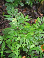Elatostema lineolatum