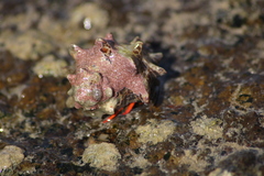 Calcinus californiensis