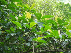 Ficus benguetensis