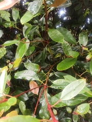 Photinia floribunda
