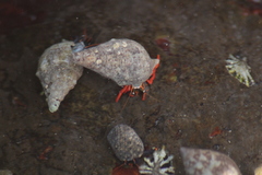 Calcinus californiensis