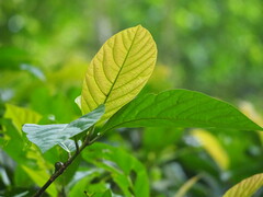 Ficus benguetensis