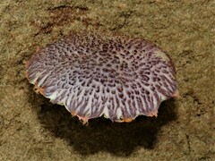 Gymnopilus purpuratus
