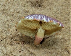 Gymnopilus purpuratus