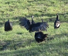 Meleagris gallopavo silvestris