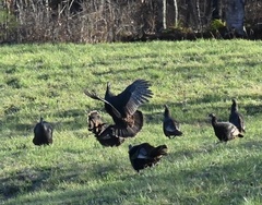 Meleagris gallopavo silvestris