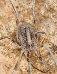 Odiellus