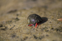 Calcinus californiensis