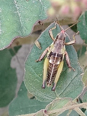Sphenarium purpurascens