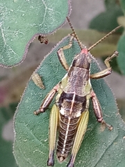 Sphenarium purpurascens